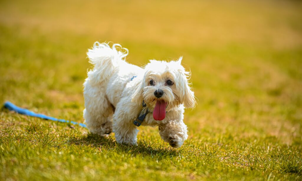 Cachorro brincando na grama.