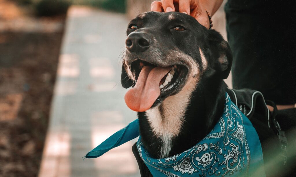 Quem tem animais de estimação precisa seguir regras de boa convivência específicas.